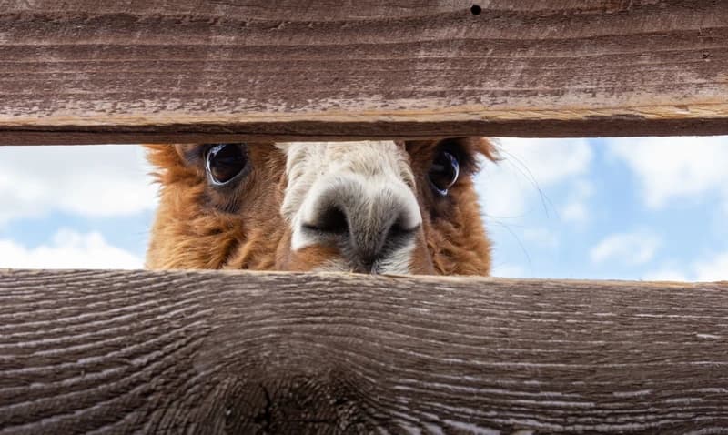 Llama looking through a fence Llama looking through a fence