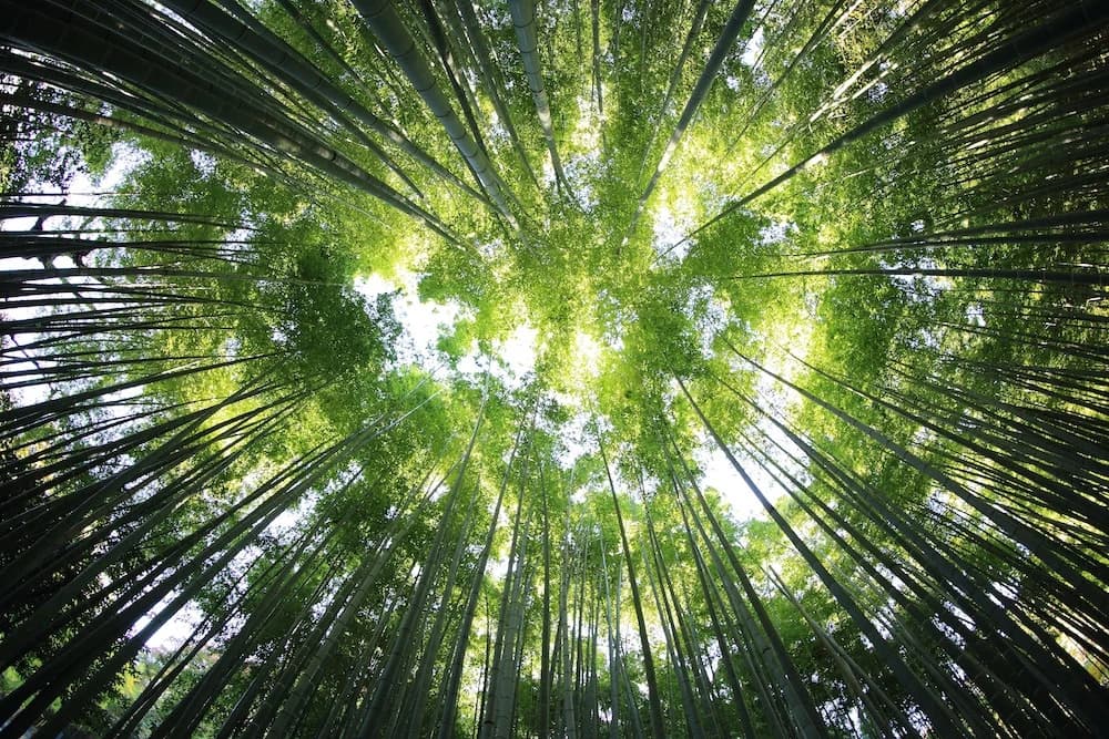Can't see the trees for the wood Can't see the trees for the wood